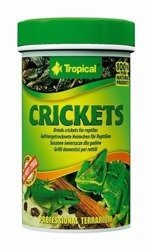 TROPICAL Crickets 2x 250ml