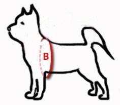 Dingo Hundegeschirr, Große 60, Bandbreite 2,0 cm, rot